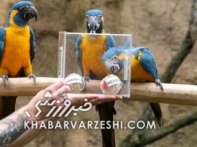 طوطی پیشگوی جام جهانی/ برنده بازی افتتاحیه مشخص شد+عکس