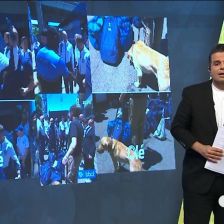 استفاده از سگ های موادیاب در بازی هلند و ازبکستان